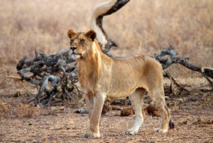 5-Day Serengeti Family Adventure