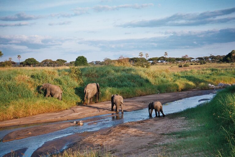 Tarangire National Park