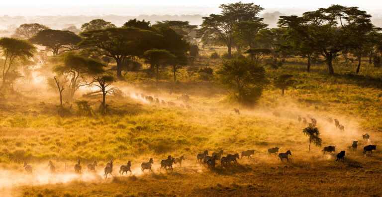 6-Day Love and Wildlife: Ngorongoro Crater Retreat