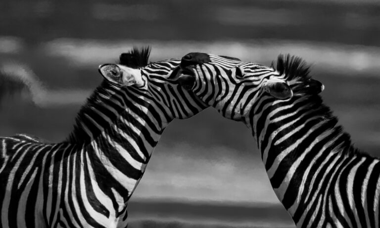 Home 4 8-Day Family Journey through Ngorongoro & Tarangire