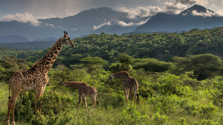 Home 11 Arusha National Park