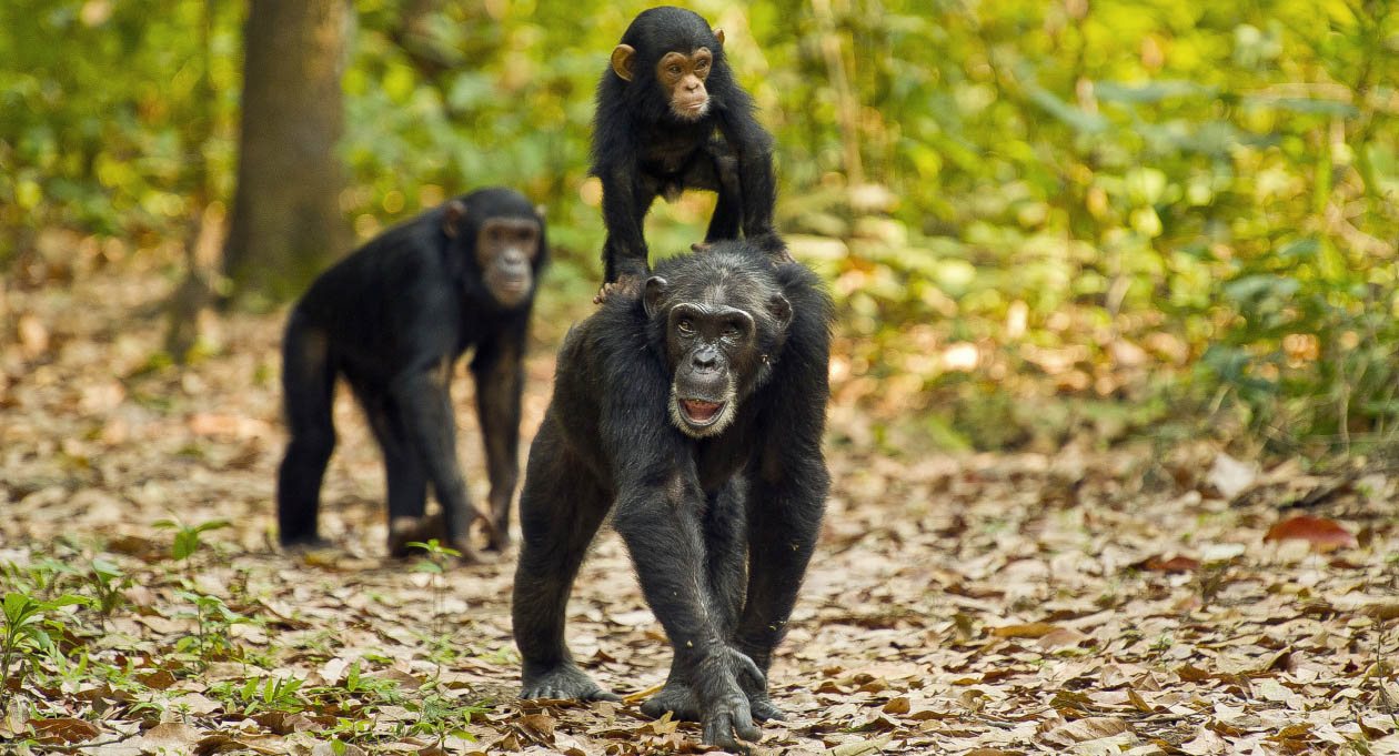 Gombe Stream National Park