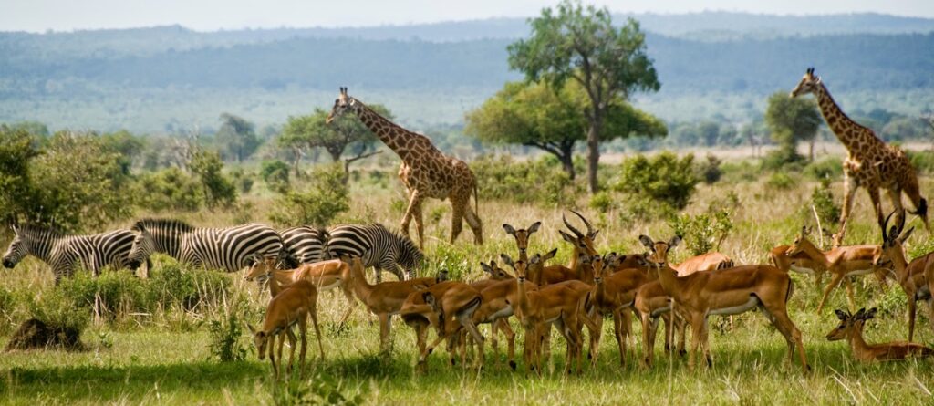 Mikumi National Park