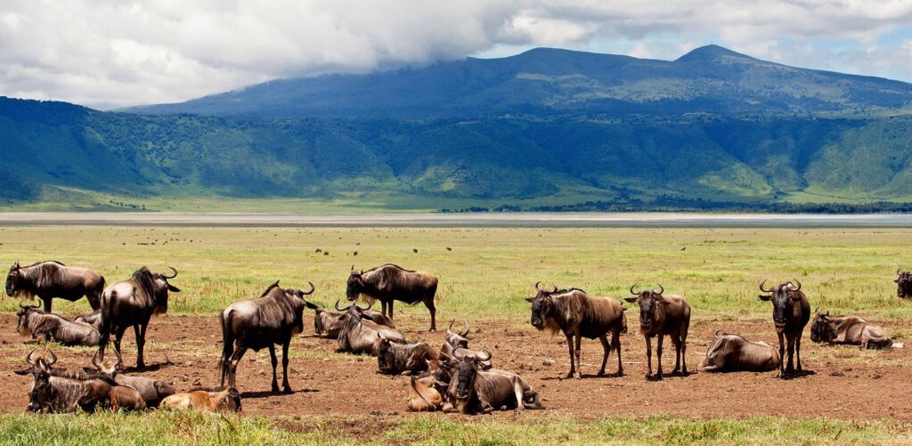 Ngorongoro Crater 0000 Tanzania Ngorongoro Crater shutterstock 228932977