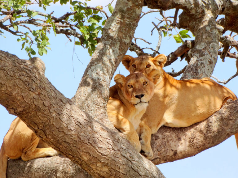 Home 7 6-Day Tarangire & Manyara on a Shoestring