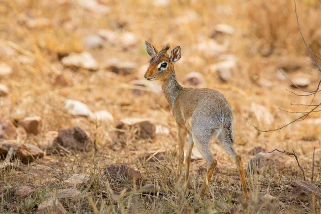 Dik-dik Antelope on African Safari in Natural Habitat